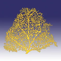 Seafan coral