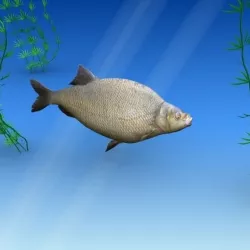 Bream 3D model