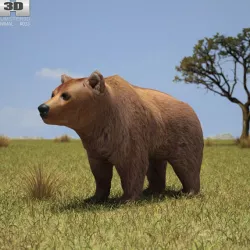 Brown Bear 3D model
