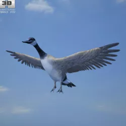 Canada Goose 3D model