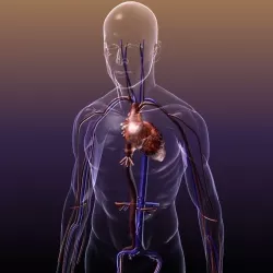 Circulatory System Anatomy in a Human Body 3D model