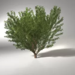 crack willow  10m 3D model
