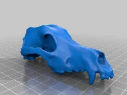 Dog Skull