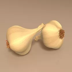 Garlic 3D model