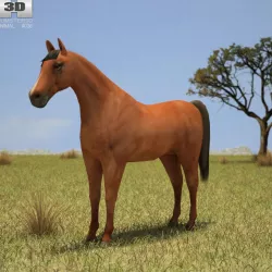 Horse 3D model
