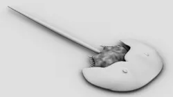 Horseshoe crab 3D model