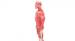 Human Male Rigged Muscular and Skeletal System  Low-poly  3D model