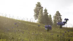 Meadow 3D model