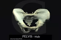 PELVIS - Male Low-poly  3D model