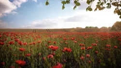 Poppy field 3D model