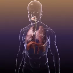 Respiratory System Lungs in a Human Body 3D model