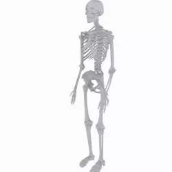 Skeleton Low-poly  3D model
