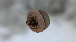 Acorn
