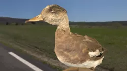 American Wigeon (with sound)