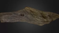 Ancient Driftwood