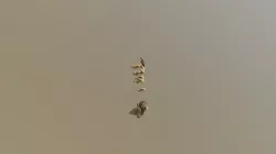 Animal skulls