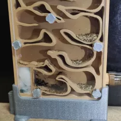 Ant nest - ants nest (ants nest)