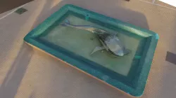 Balena