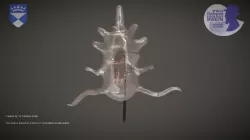 Blaschka Glass Model of a Starfish Larva