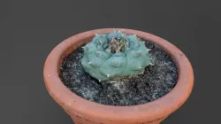 Cactus in pot Lophophora diffusa