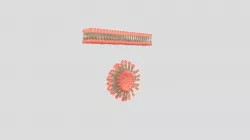 Cell membrane