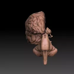 Cranial cavity pack