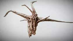 (Cursed scan) Wood Knot goat skull