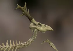 deer bones