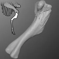 Hadrosaur Humerus