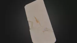 HALFBEAK FOSSIL