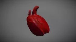 heart
