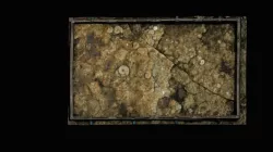 Horn Park Fossil Pavement (C)
