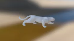 leopard
