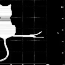Morphing cats
