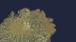 NPR Flora