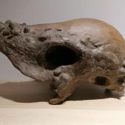Pachycephalosaurus Skull