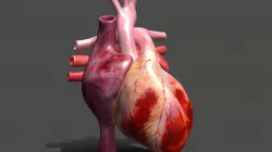 Realistic Heart Animated