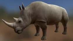 Rhino (old)