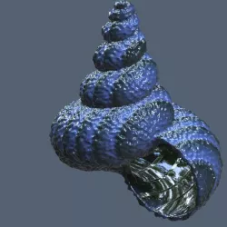 Shell V1