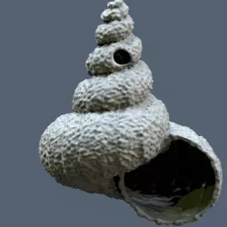 Shell V2