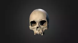 Skull