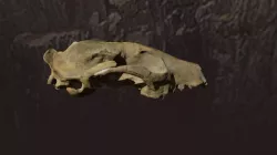 Small Dog Skull