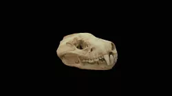 Tasmanian Devil Skull