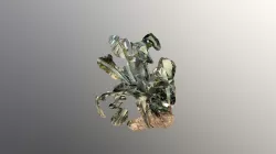 Agave 1