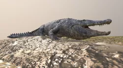 Alligator