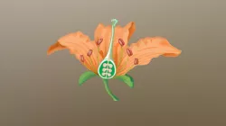 Bunga