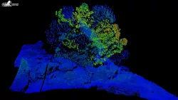 Coldwater Coral I