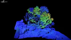 Coldwater Coral II