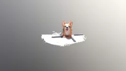 Corgi