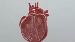 Heart: Cross Section